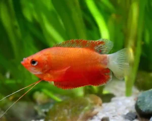 Thick Lipped Gourami Care