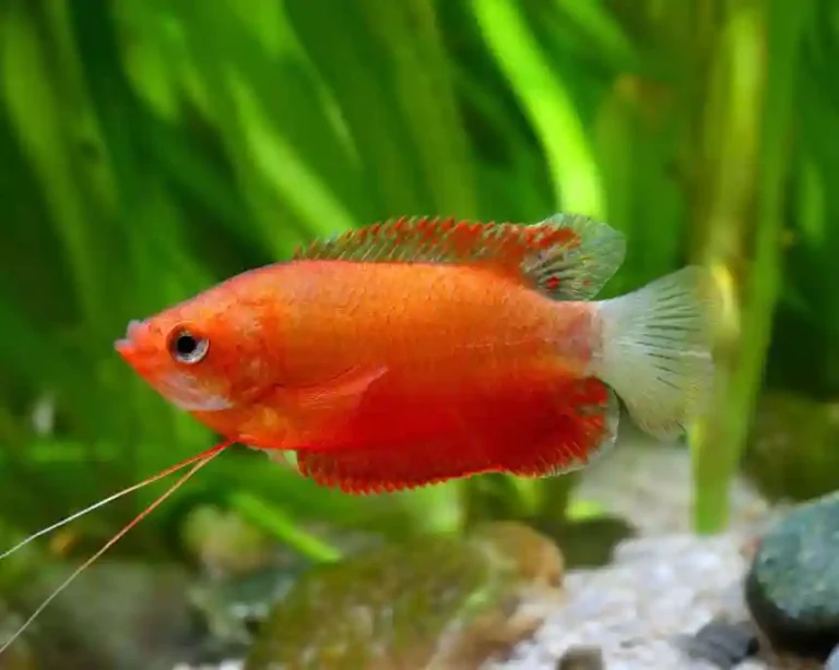 Thick Lipped Gourami Care
