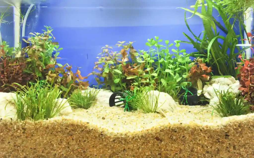 Aquarium Substrate Guide
