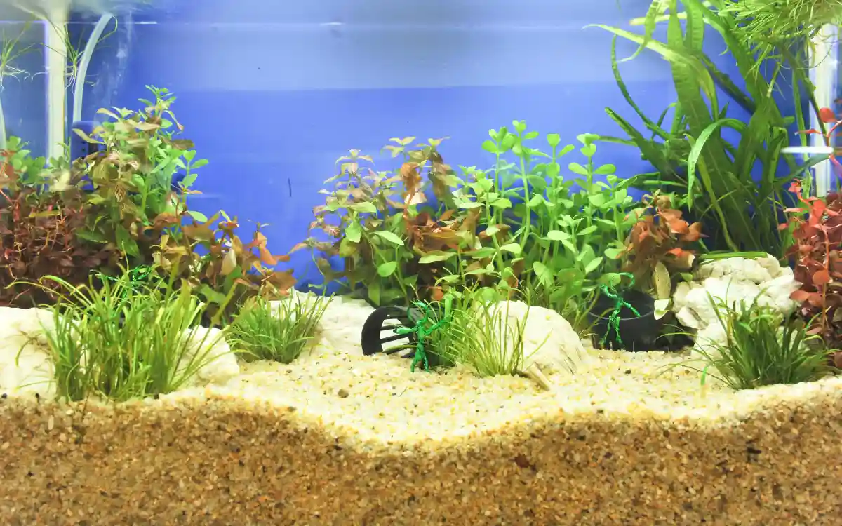 Aquarium Substrate Guide