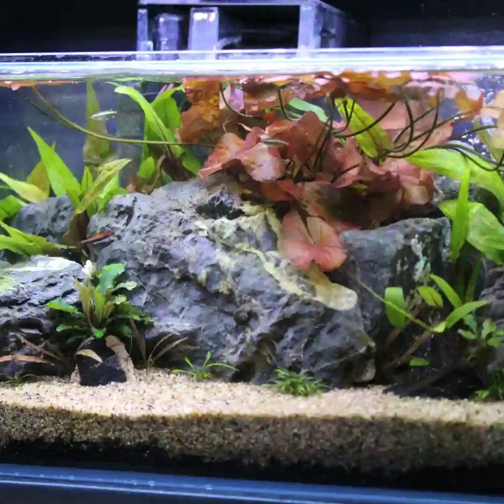 Planted Aquarium Substrate Guide