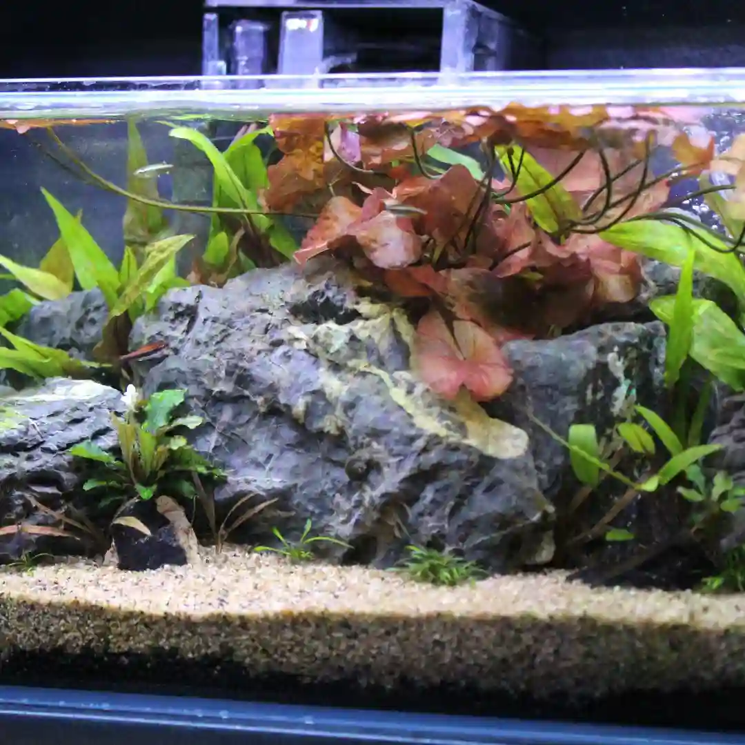 Planted Aquarium Substrate Guide