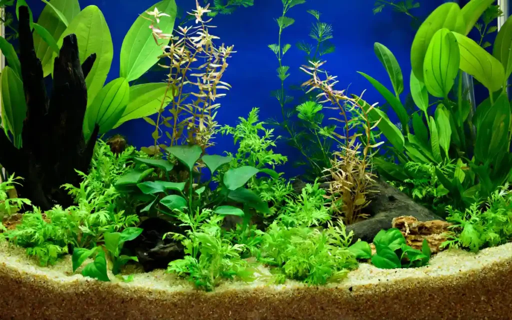 Substrate for Your Tank