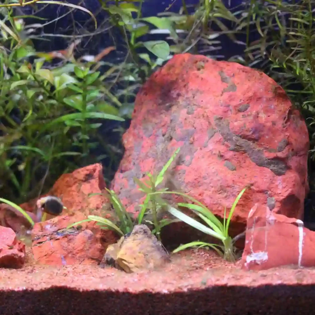 🌿🐠 Have You Checked Out Our Planted Aquarium Room 🐠🌿 Big shoutout to Romin for the incredibl 2