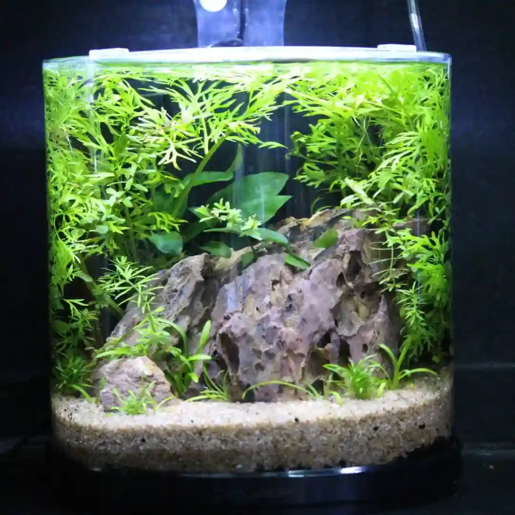 🌿🐠 Have You Checked Out Our Planted Aquarium Room 🐠🌿 Big shoutout to Romin for the incredibl 3