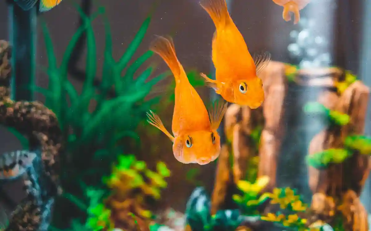 10 Beginner Fish Tank Hacks
