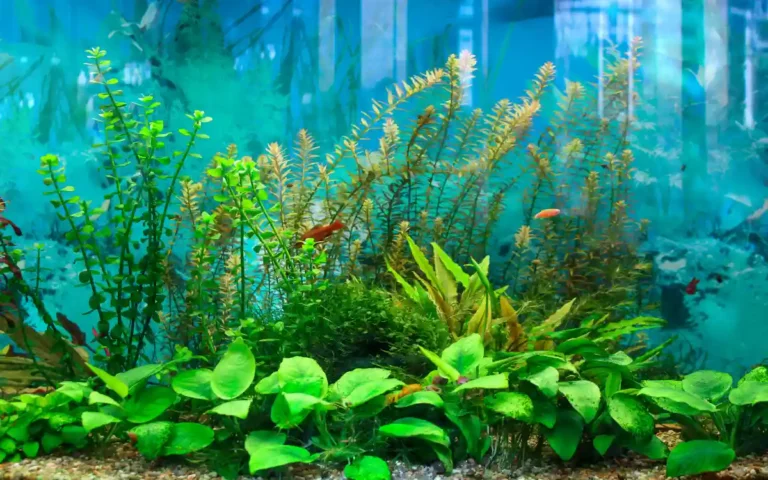 Aquarium Fish by Tank Size (3 to 75 Gallons Guide)