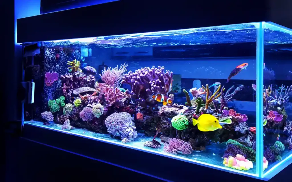 Aquarium Hacks That Actually Work