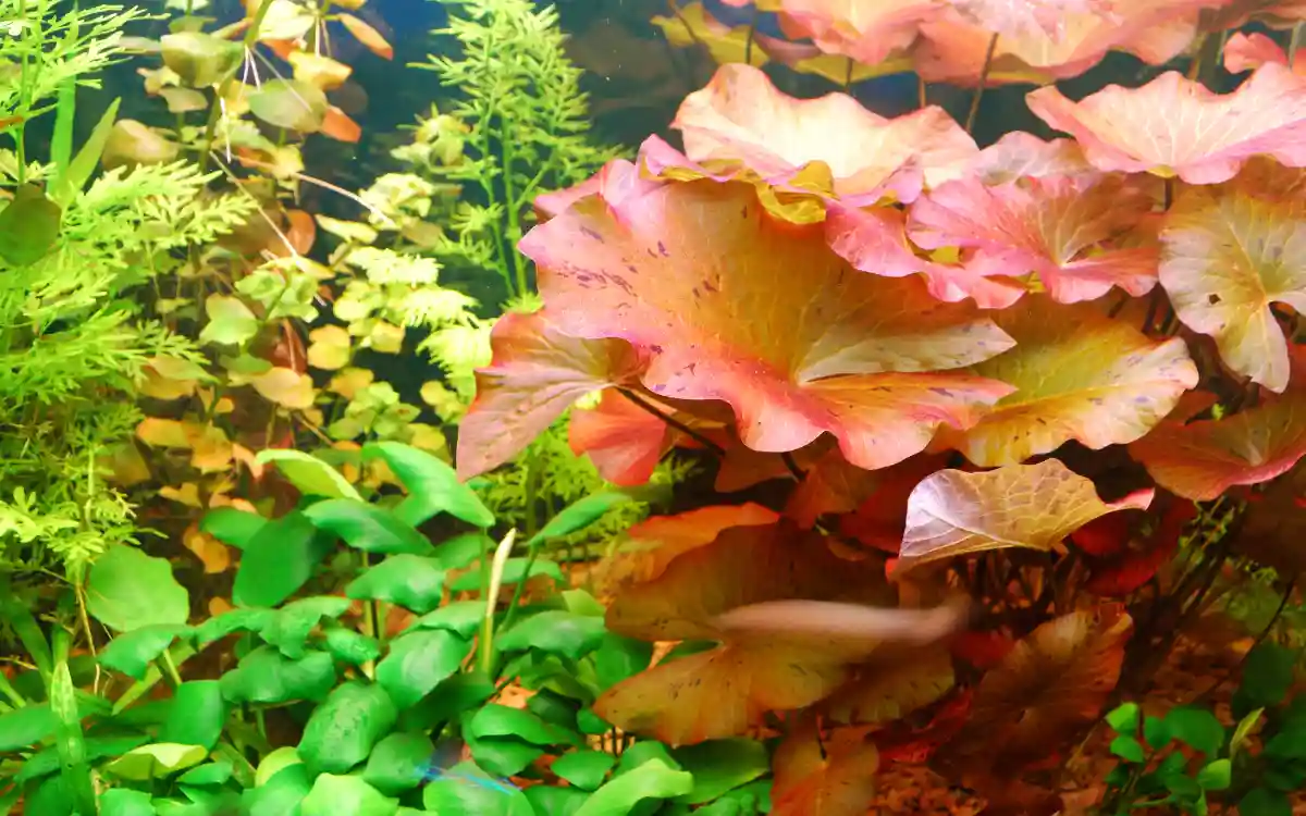 Fish Tank Cleaning Hacks That Actually Work