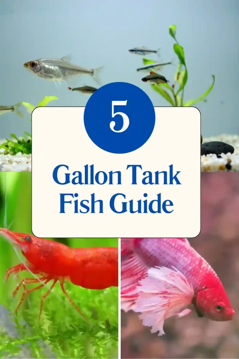5 Gallon Tank Fish Guide