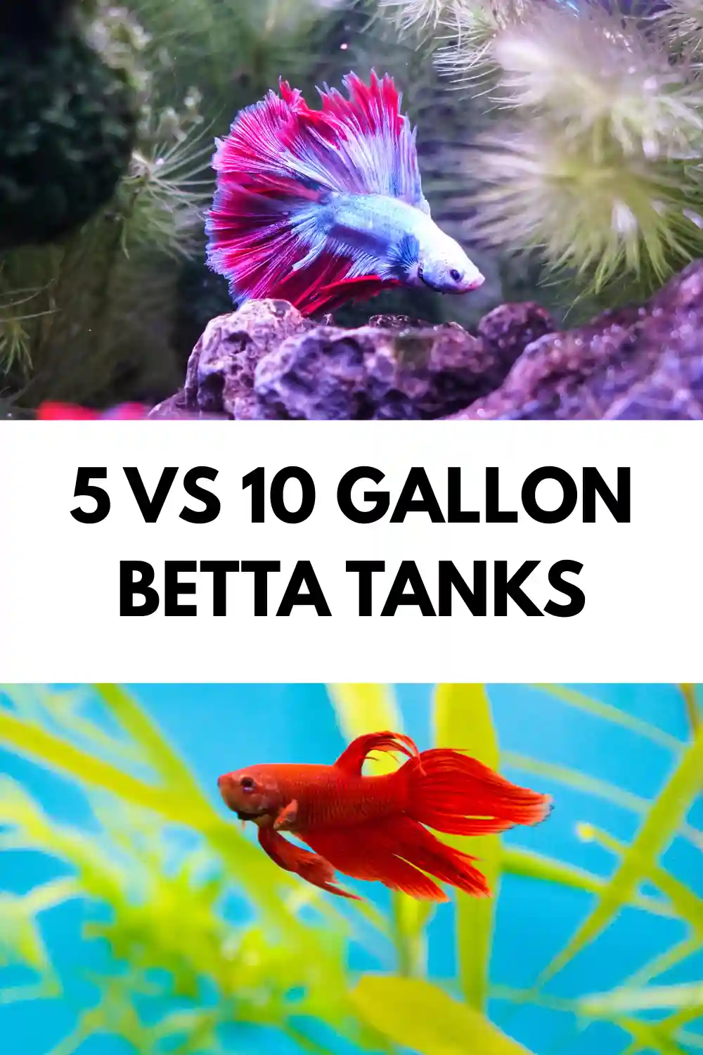 5 vs 10 Gallon Betta Tanks