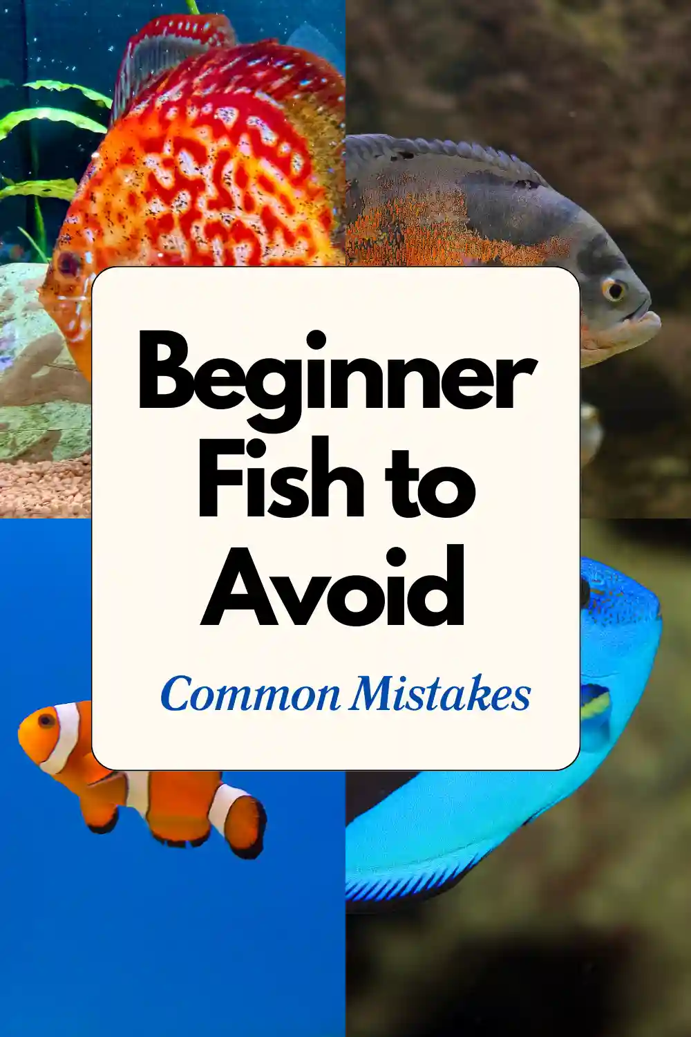 Beginner Fish to Avoid