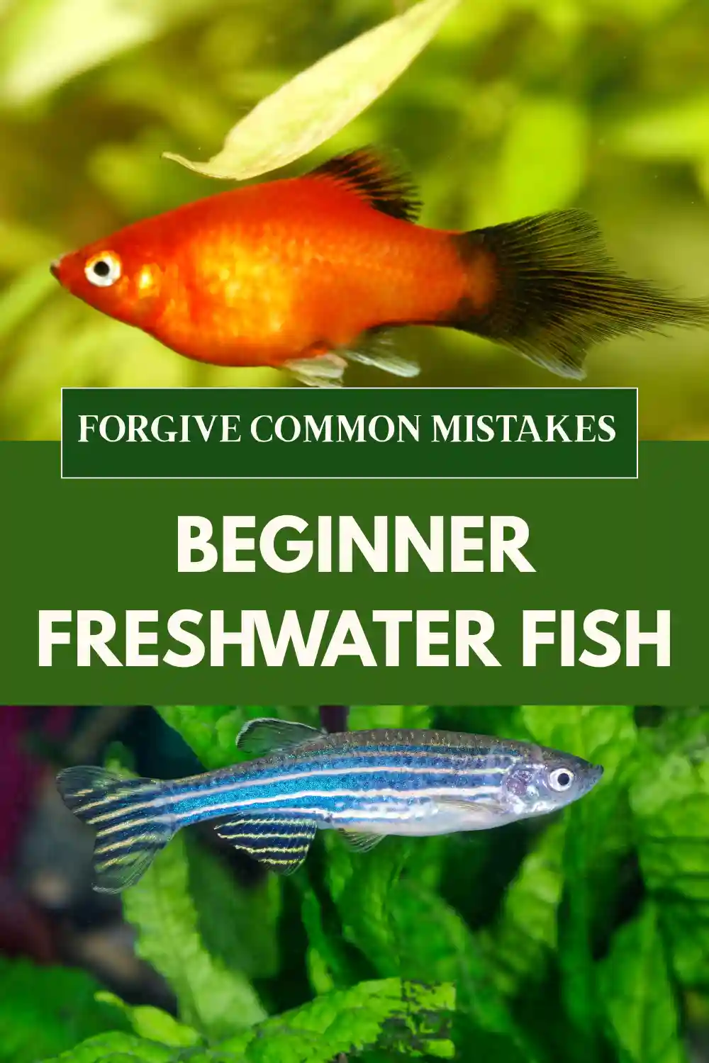 Beginner Freshwater Fish That Forgive Common Mistakes