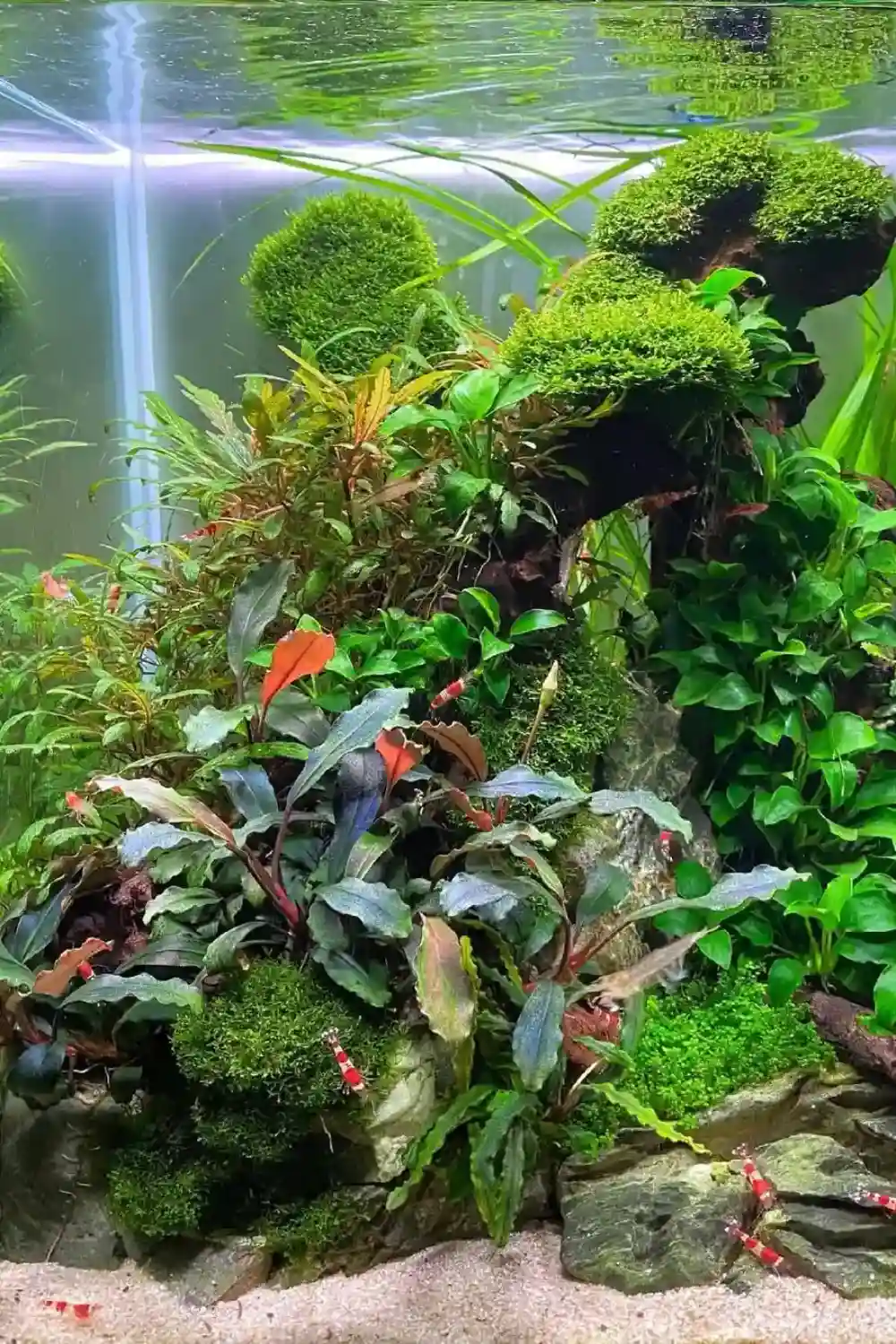 Best Plants for Shrimp Tanks