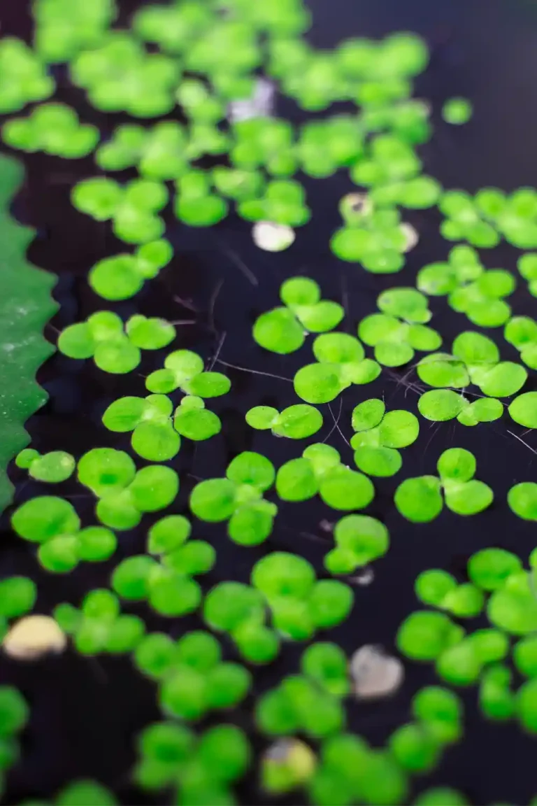 Duckweed