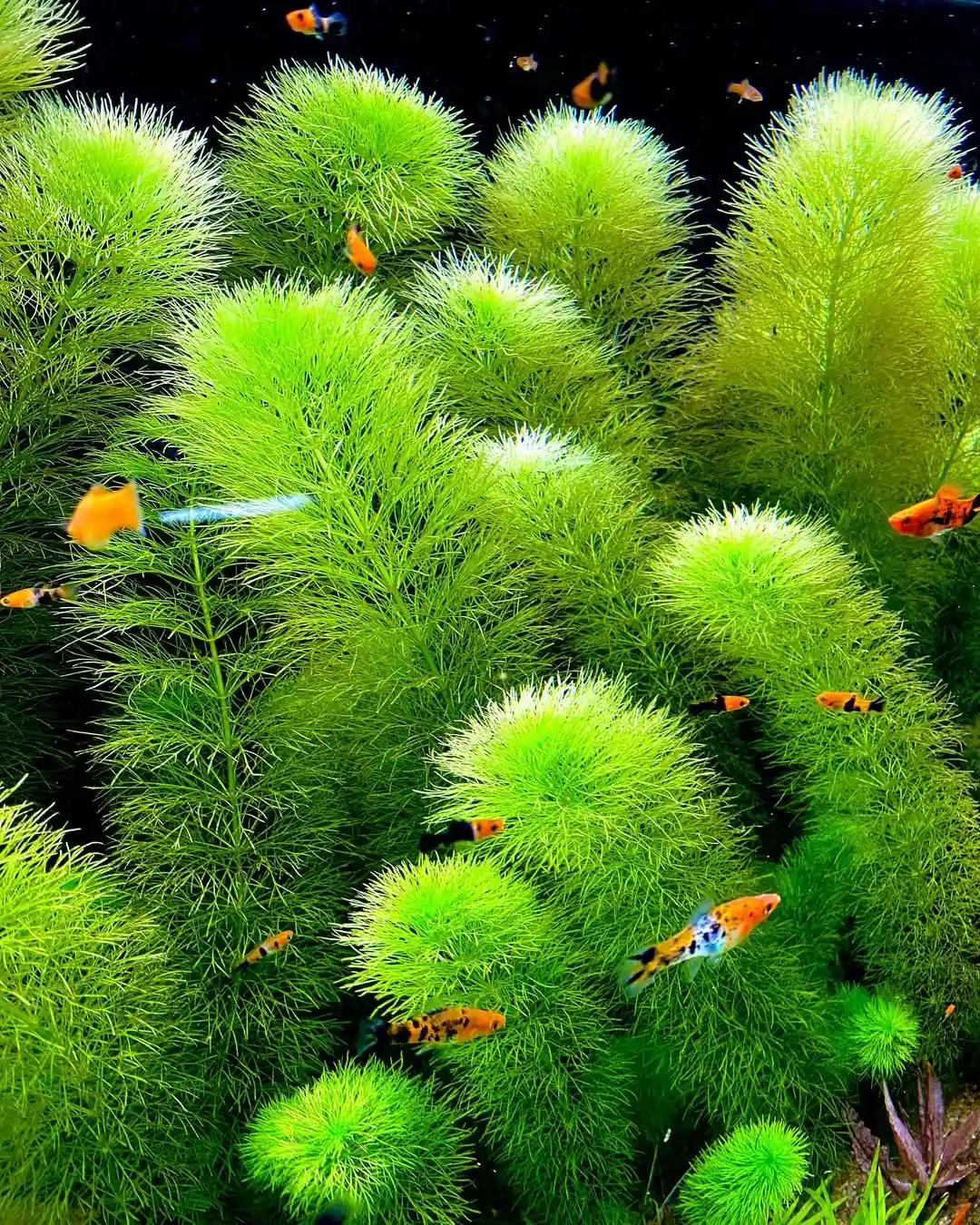 Dwarf Ambulia Care Guide