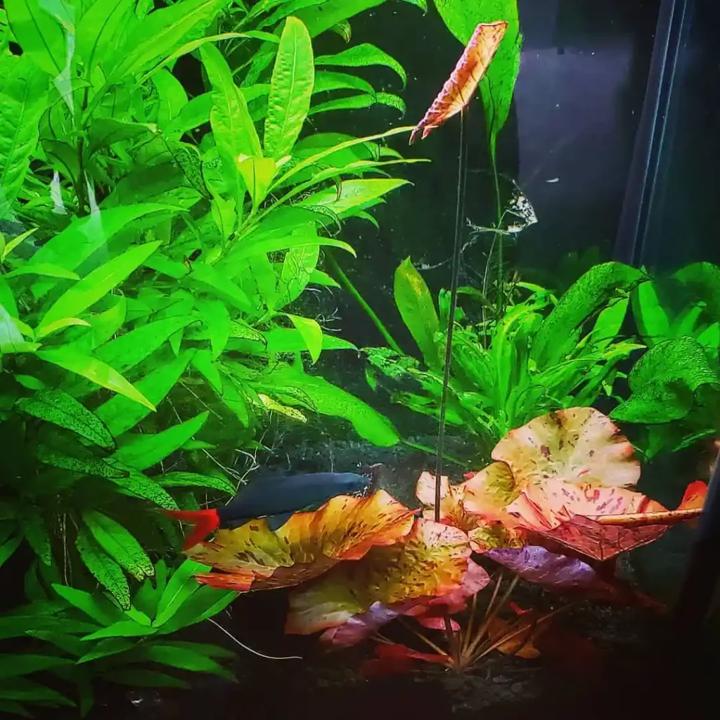 Giant Hygro Care Guide