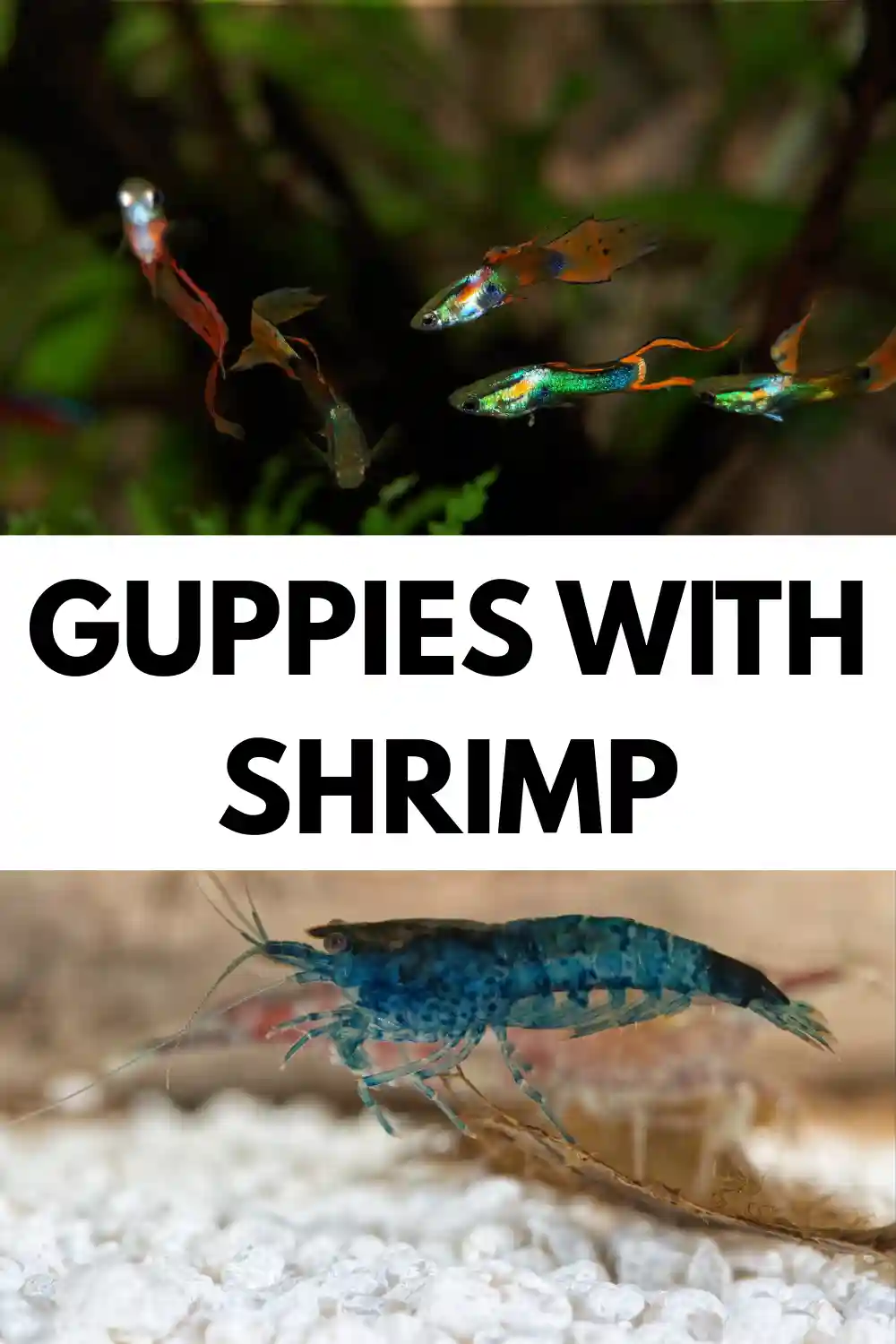 Guppies With Shrimp