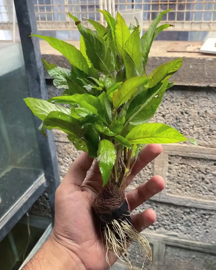 Hygrophila corymbosa commonly known as temple plant starhorn or giant hygro is a riparian pla