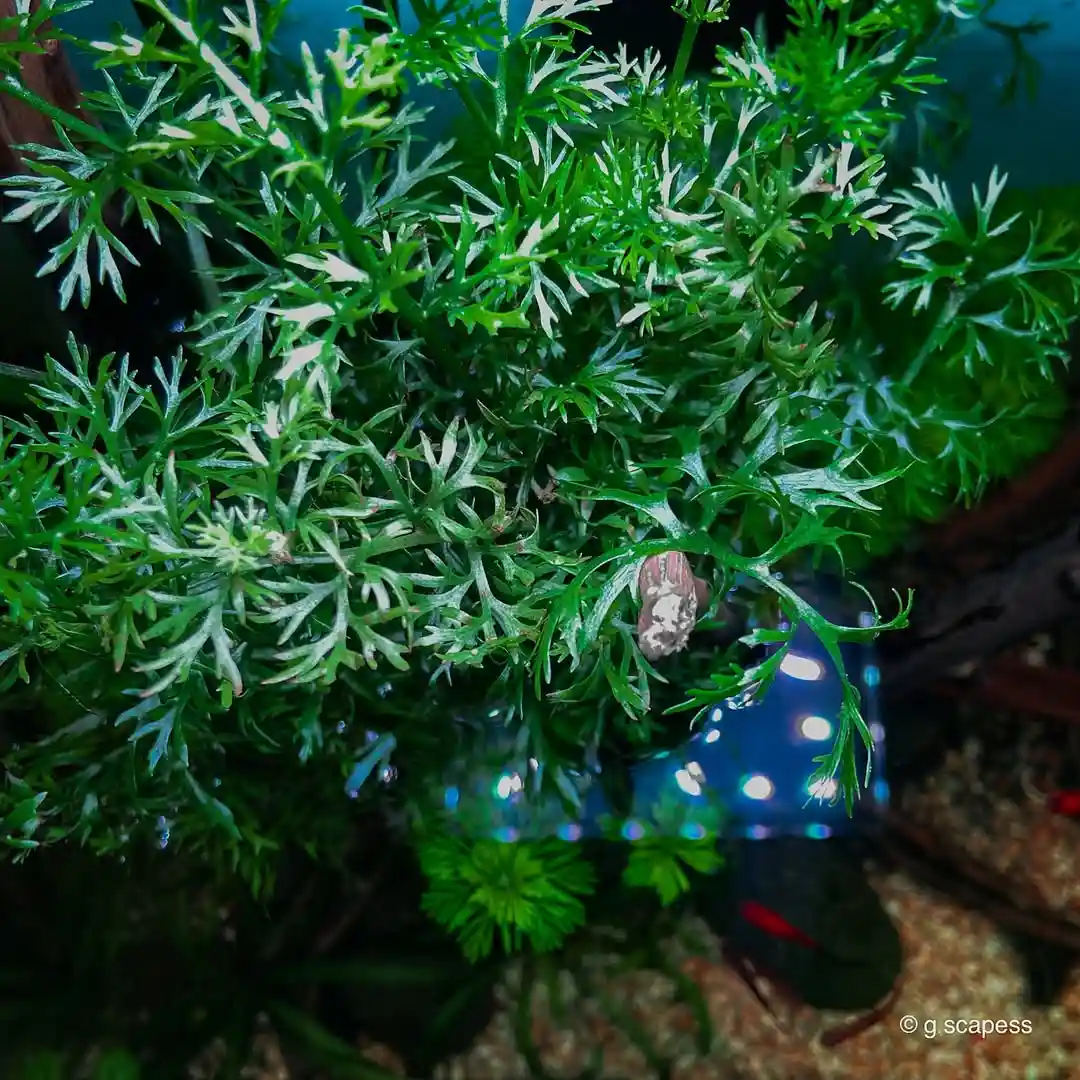 Water Sprite Care Guide