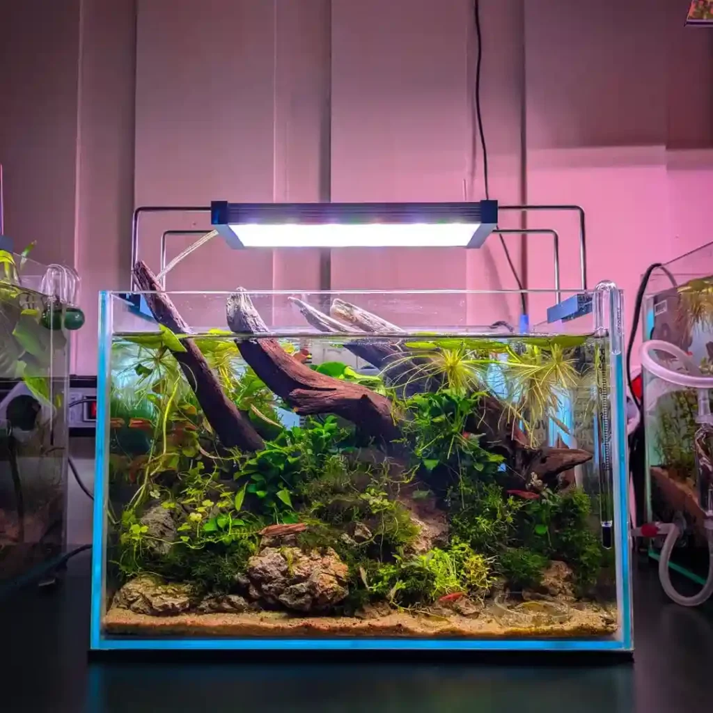 How do you set up a low-tech planted shrimp tank?