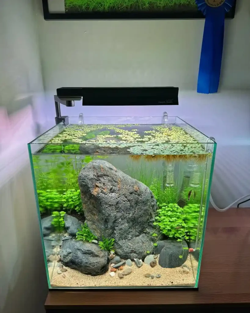 Low Tech Planted Tanks for Shrimp