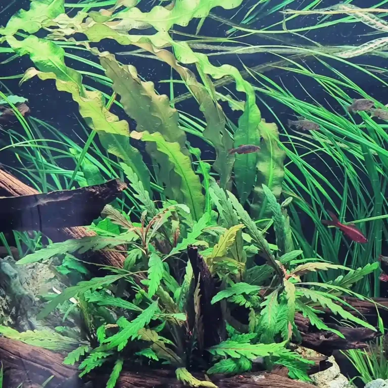 aponogeton-crispus