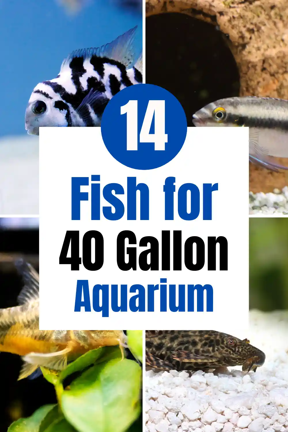 14 Best Fish for a 40 Gallon Tank