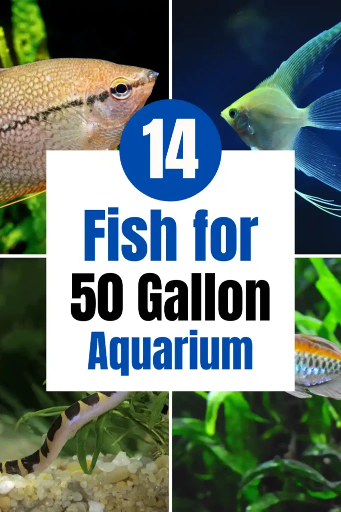 14 Best Fish for a 50 Gallon Aquarium