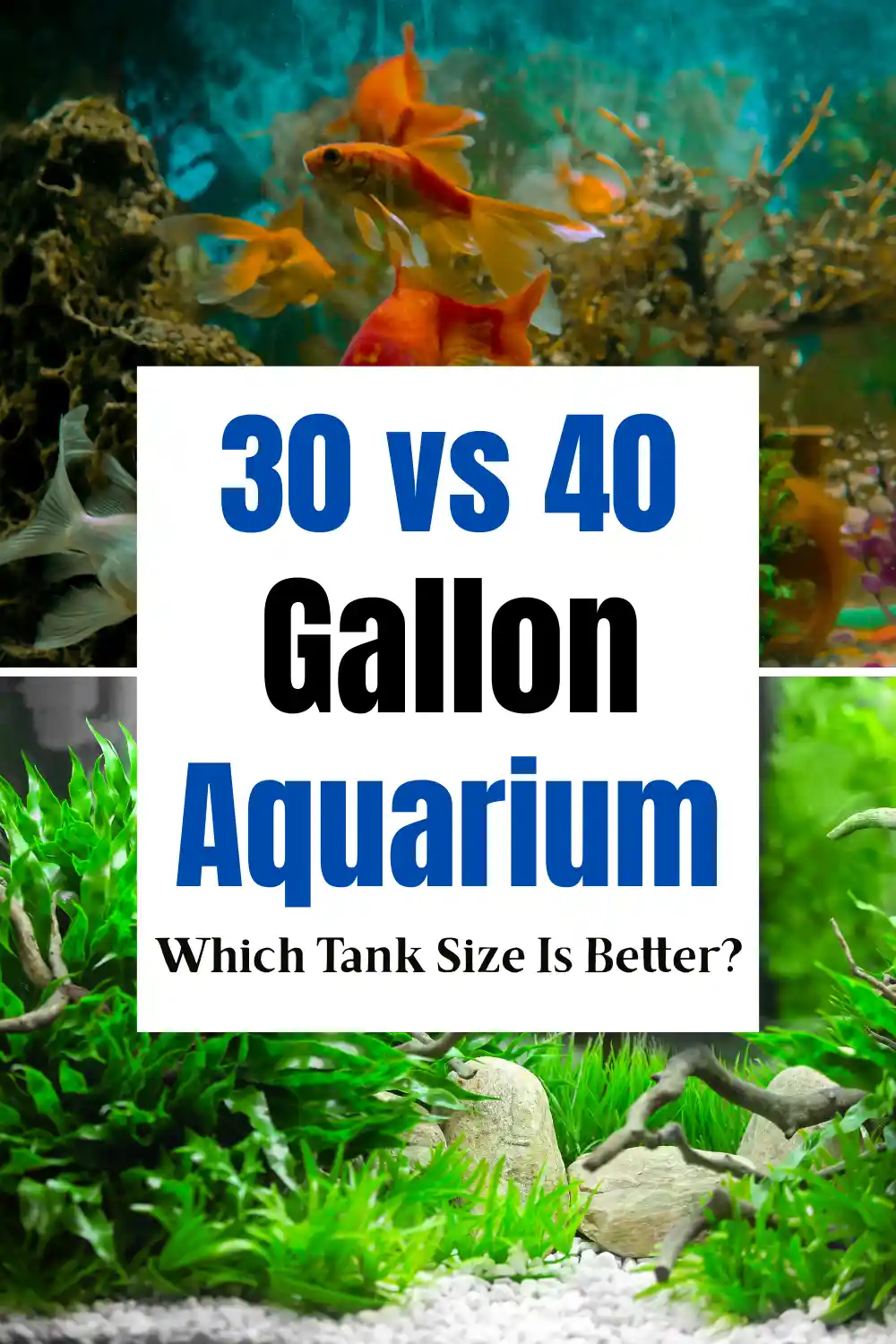 30 vs 40 Gallon Aquarium