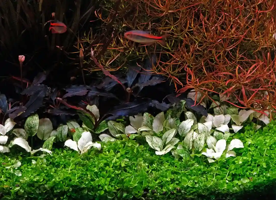 Community Aquarium Problems: Why Mixed Fish Tanks Fail for Beginners