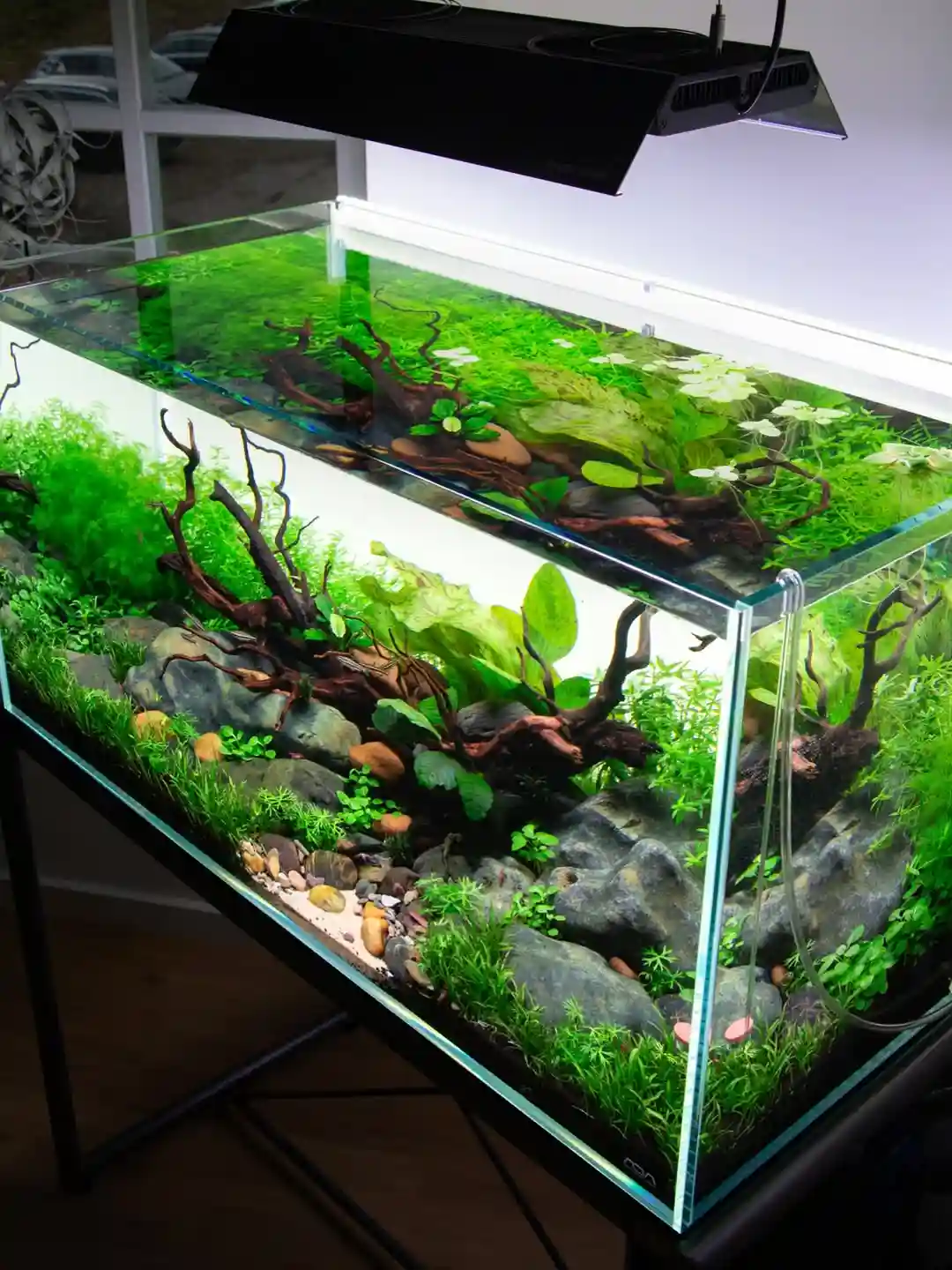 Aquascaping Myths Beginners