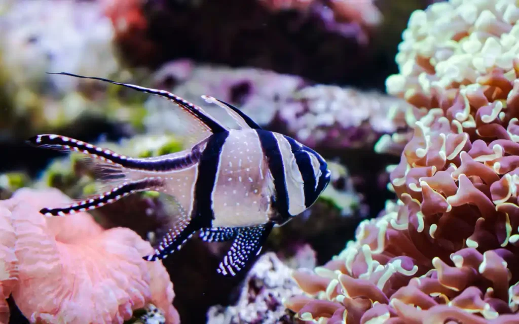 Banggai Cardinalfish