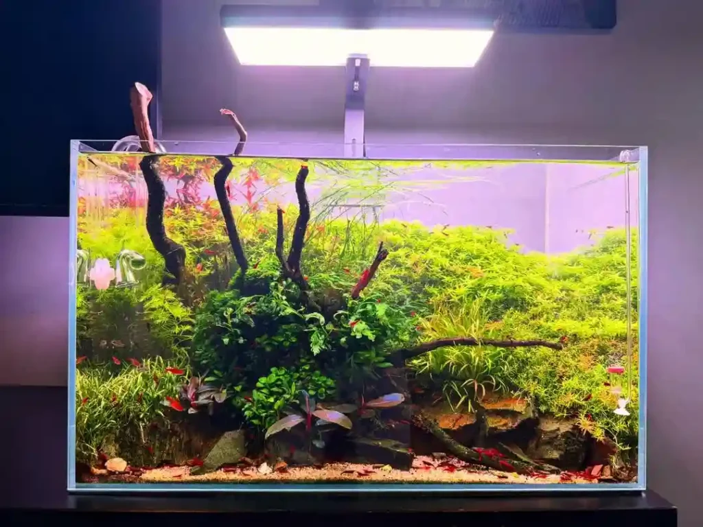 Beginner Aquarium Checklist