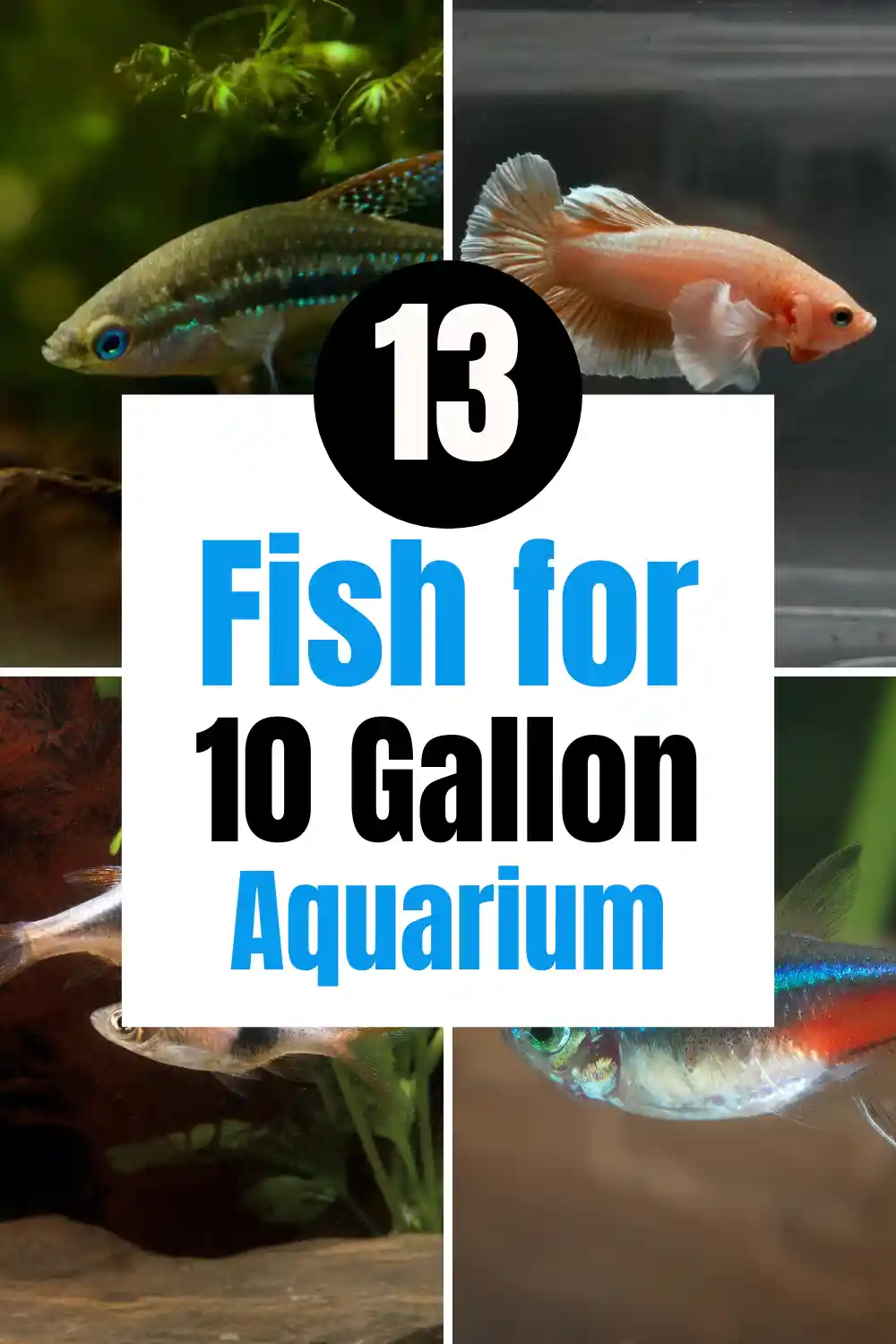 Best Fish for a 10 Gallon Tank