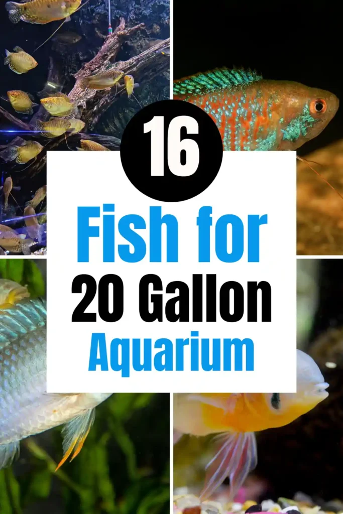 Best Fish for a 20 Gallon Aquarium