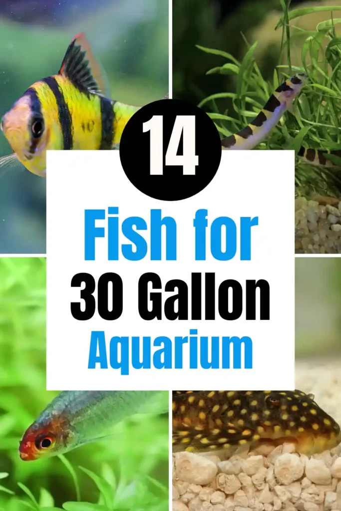 Best Fish for a 30 Gallon Tank