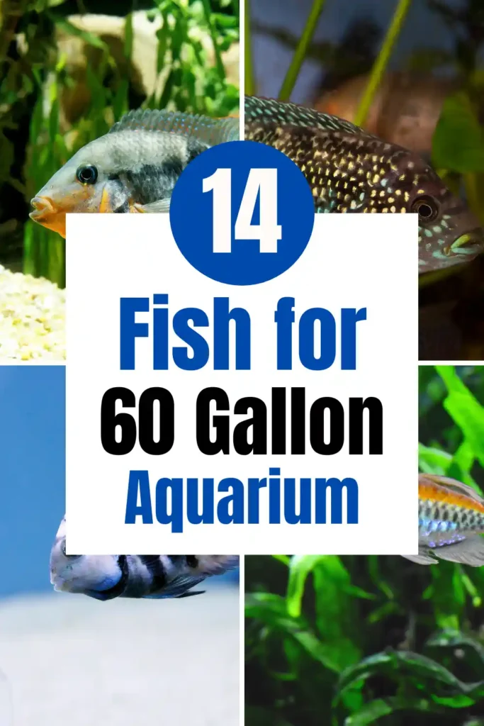 Best Fish for a 60 Gallon Tank