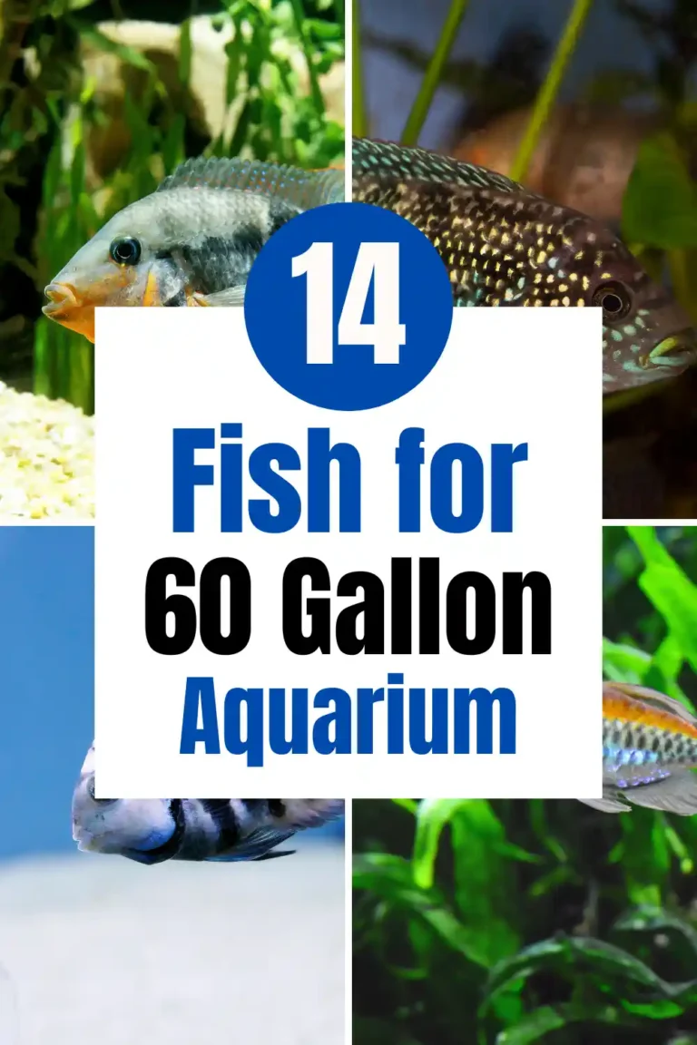 Best Fish for a 60 Gallon Tank