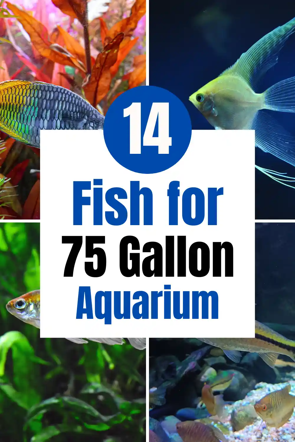 Best Fish for a 75 Gallon Tank
