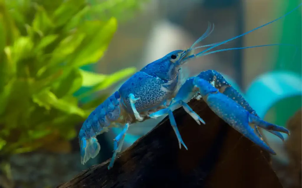 Blue Crayfish
