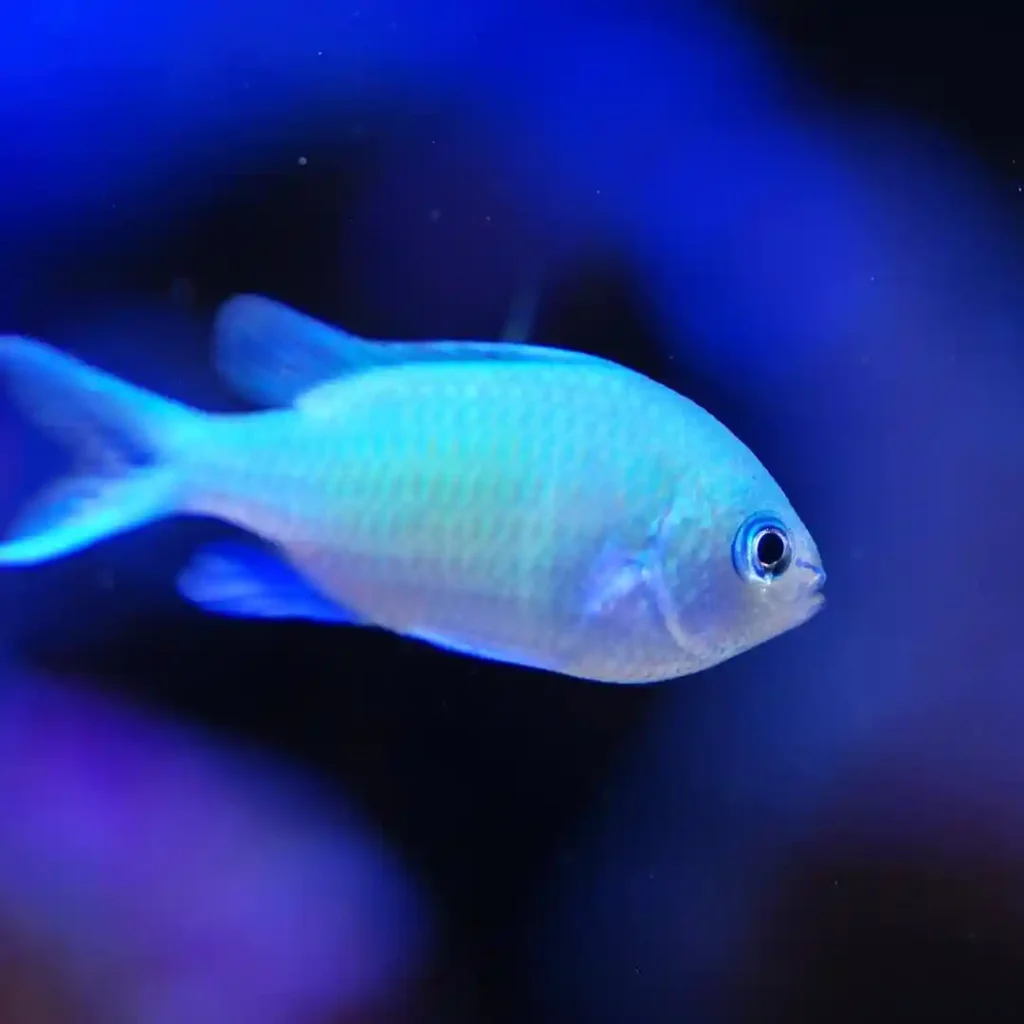 Blue Green Chromis