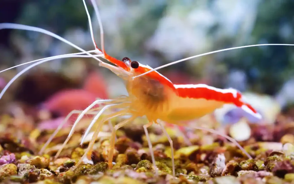 Cleaner Shrimp