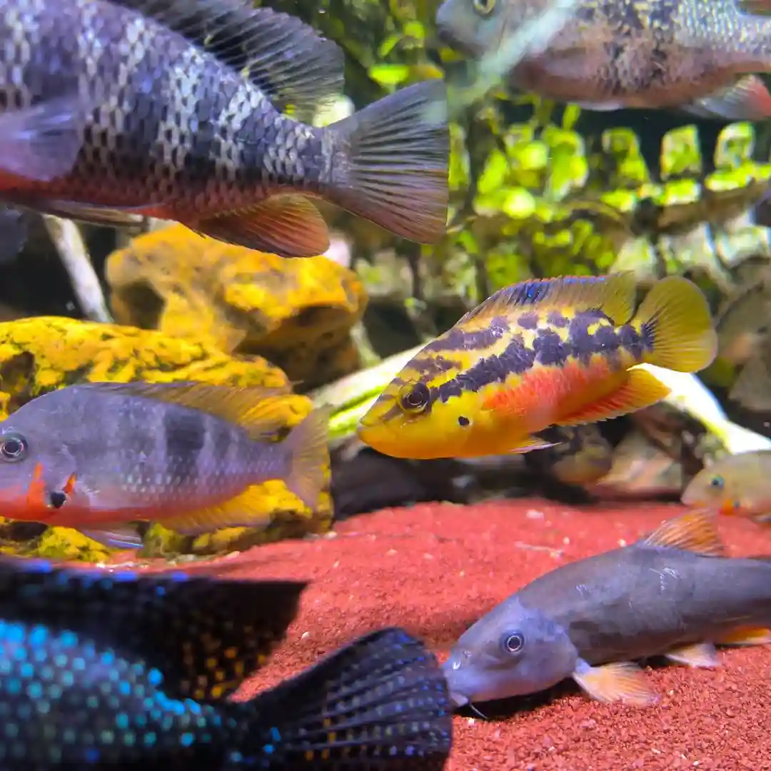 Community Aquarium Fish Combinations