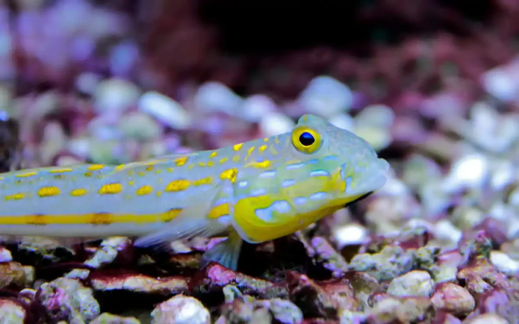 Diamond Watchman Goby