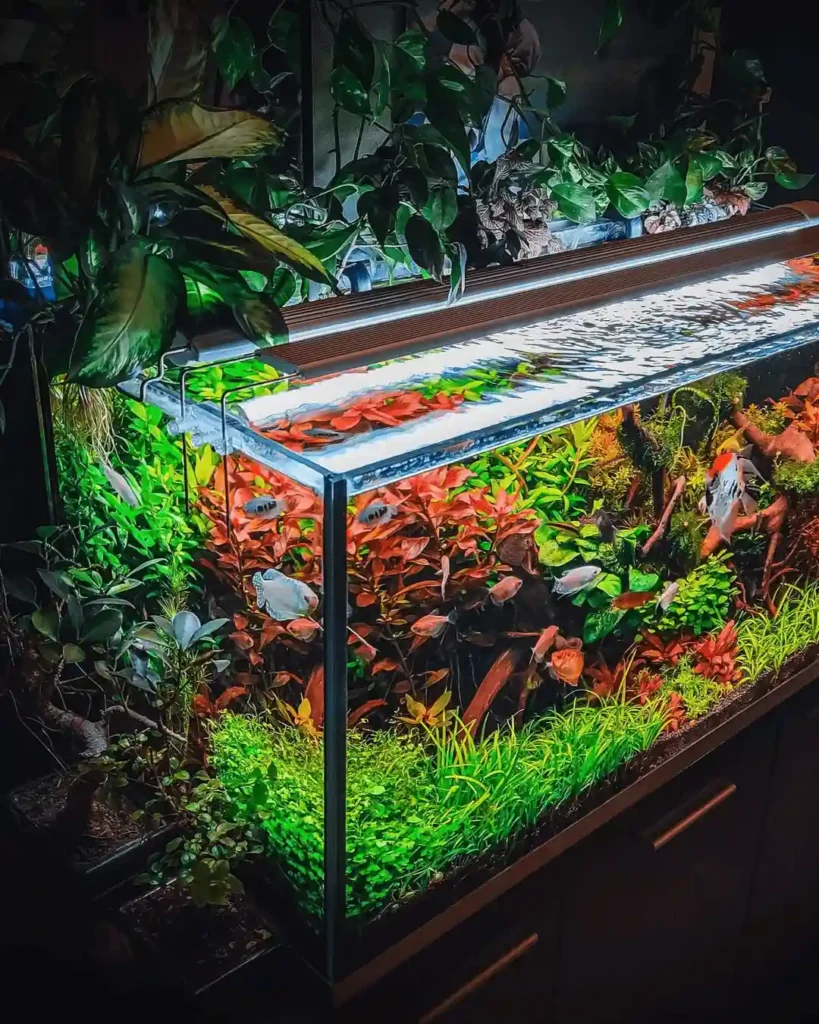 Fishless Cycling vs Fish-In Cycling