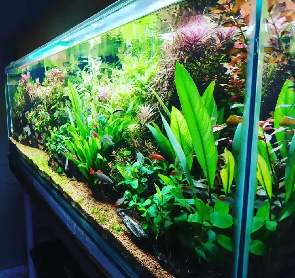 Fishless Cycling vs Fish In Cycling Guide