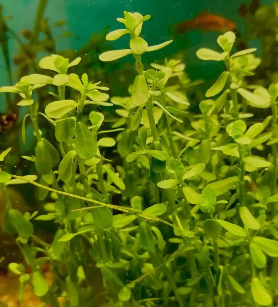 Moneywort