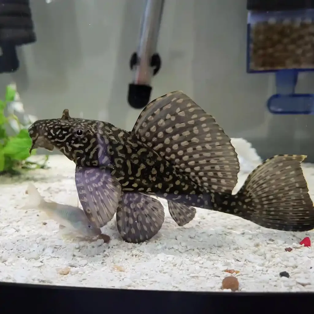 Sailfin Pleco
