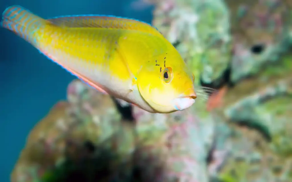 Yellow Coris Wrasse